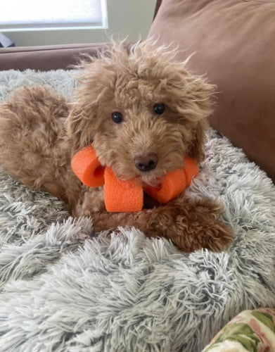 Bone Design - Create A Replica Of Your Own Pet