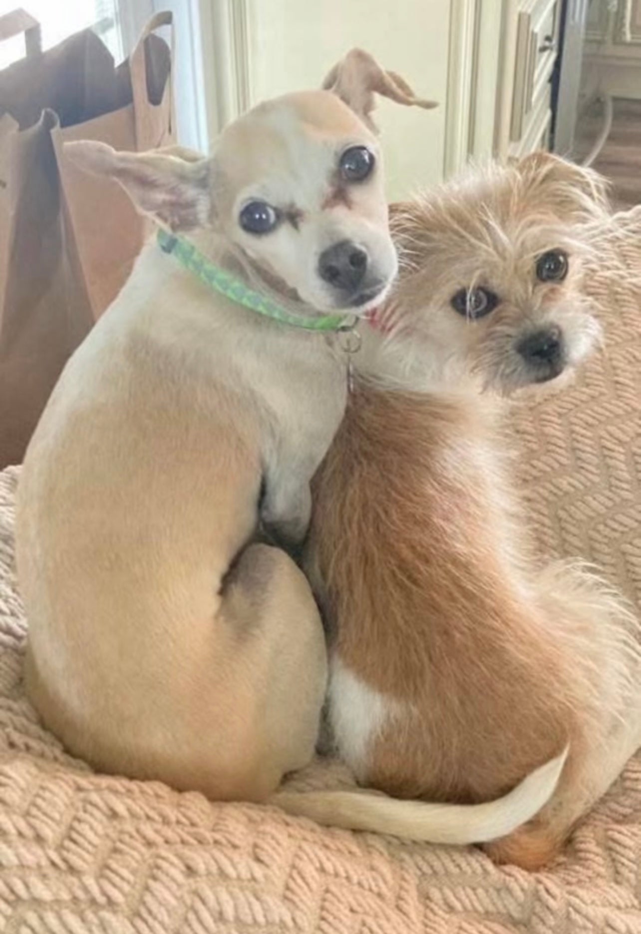 Create A Replica Of Up To Three Pet's