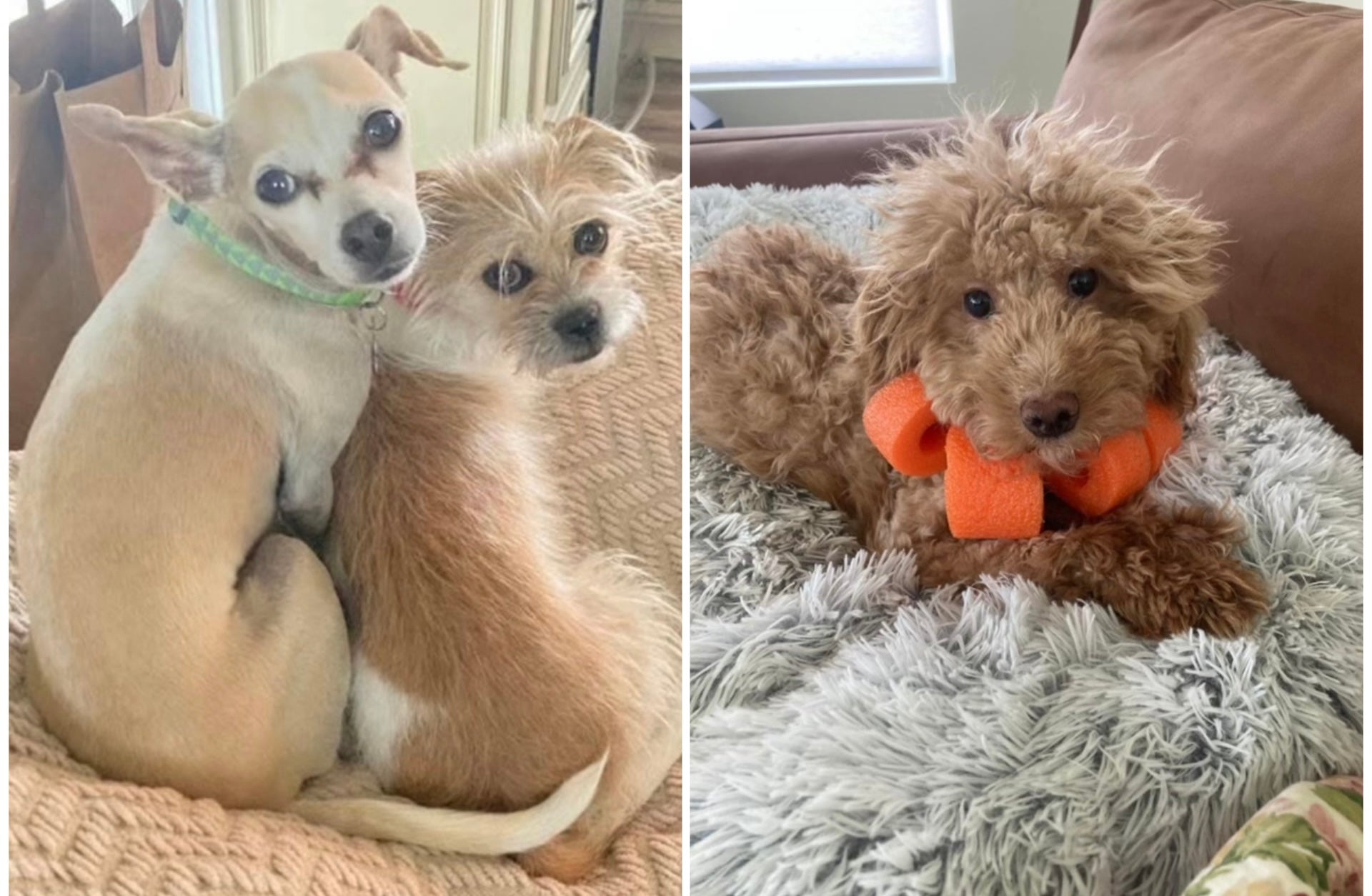 Create A Replica Of Up To Three Pet's