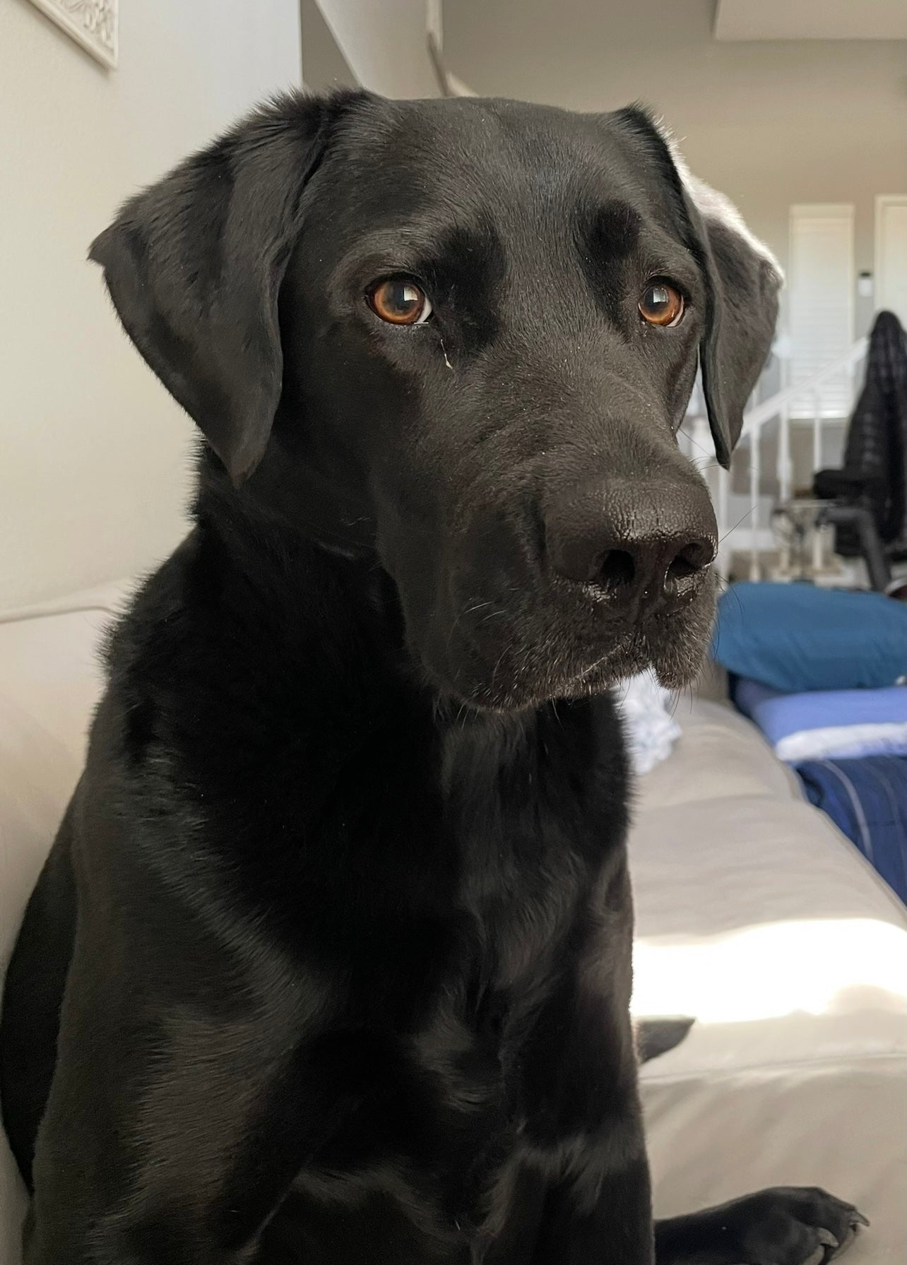 Heart Design - Create A Replica Of Your Own Pet