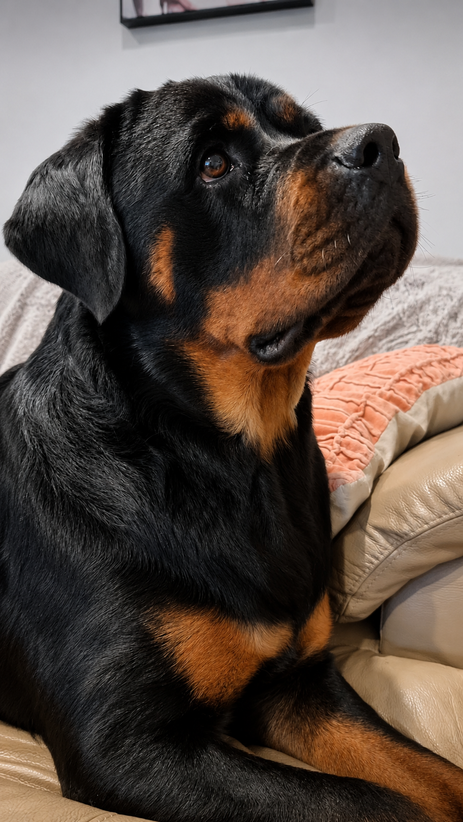 Memorial Heart Design - Create A Replica Of Your Own Pet