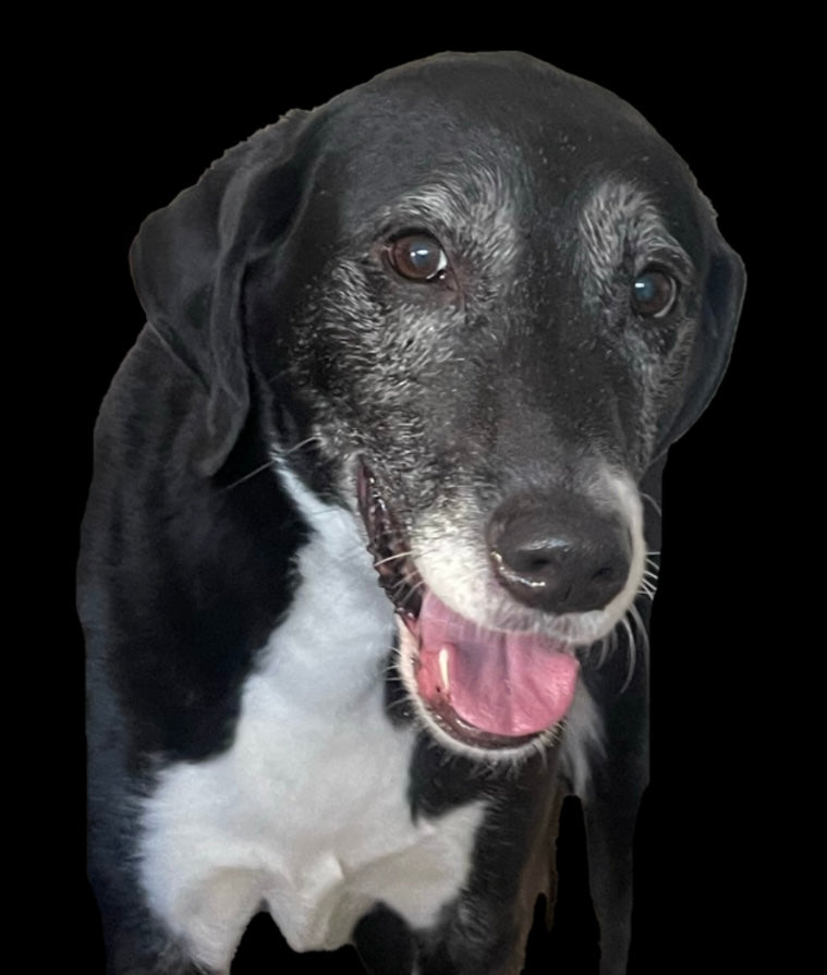 Memorial Wings Design - Create A Replica Of Your Own Pet