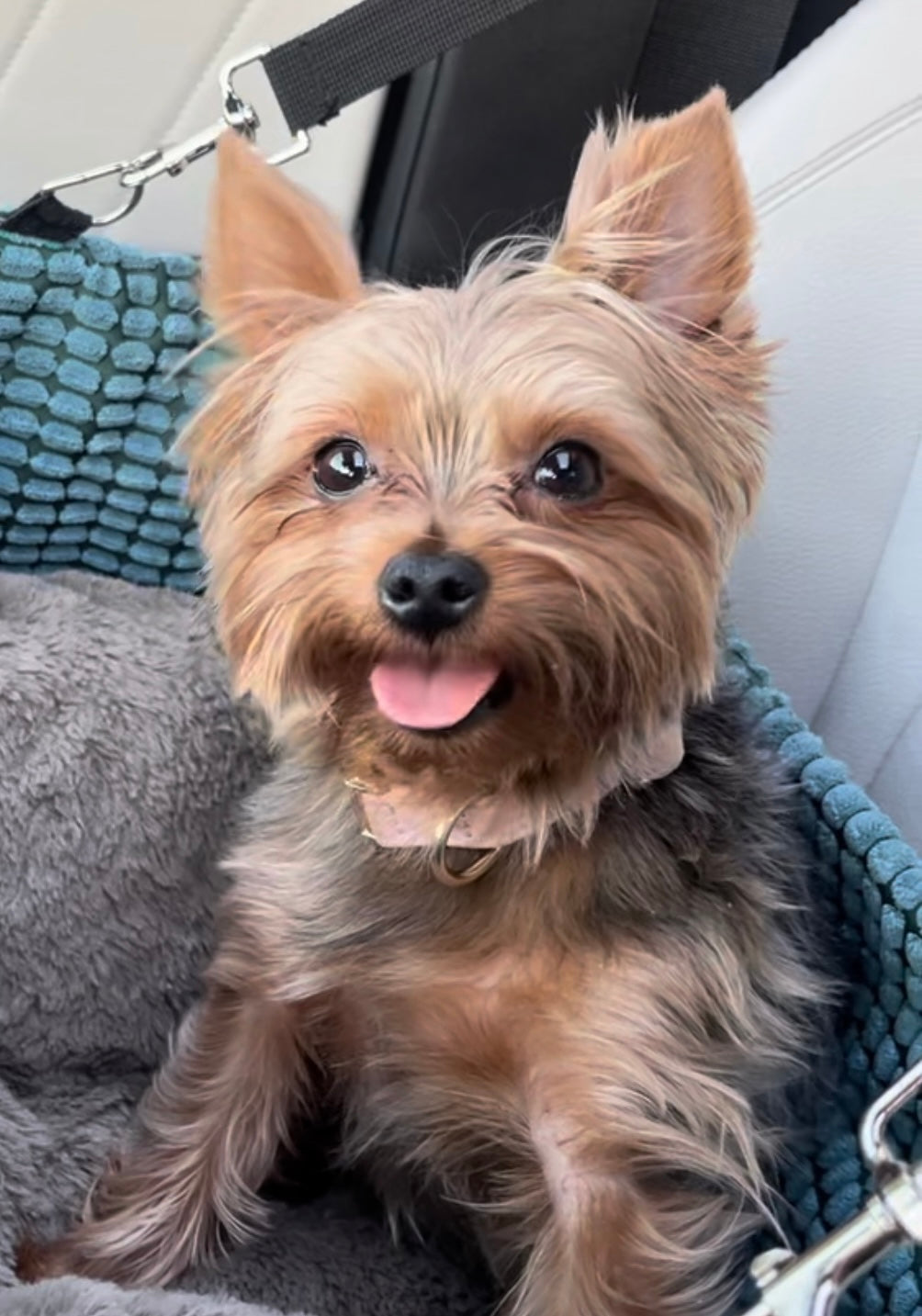 Rectangle Design - Create A Replica Of Your Own Pet